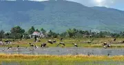Hàng trăm cò nhạn quý hiếm xuất hiện trên cánh đồng lúa ở Đắk Lắk