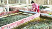 Hàng trăm tấn lươn ứ đọng, nông dân Cà Mau lao đao vì giá giảm sâu