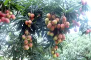 Hưng Yên: Vải lai chín sớm phủ cờ được giá, nông dân phấn khởi