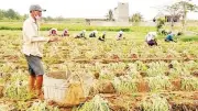 Hành tím Vĩnh Châu gặp khó vì giá giảm và thời tiết bất lợi