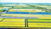 Hành trình đưa gạo Cà Mau vươn xa: Từ bàn tay 'tay ngang' đến xuất khẩu