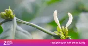 Hành trình cây cà phê non từ vườn ươm đến đồn điền: Kỹ thuật trồng chi tiết