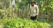 Hành trình 'đi mây' tìm trầm hương của người dân Phúc Trạch