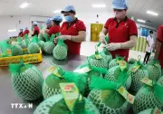 Hành trình nâng tầm thương hiệu cho bưởi da xanh Việt