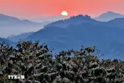 Hoa cà phê nở rộ tạo khung cảnh nên thơ lãng mạn khắp Triền đồi Sơn La