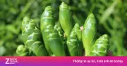 Hoa gừng: Đặc sản lạ miệng với giá trị dinh dưỡng bất ngờ
