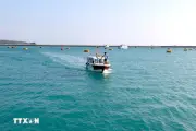 Hoàn thành khu neo đậu tránh bão cho tàu cá tại đặc khu Phú Quý