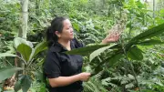 Hợp tác xã dược liệu Sơn Ý: Liên kết sản xuất, nâng cao giá trị cây dược liệu