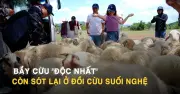 Đồi cừu Suối Nghệ: Chỉ còn một đàn cừu nhưng vẫn hút khách