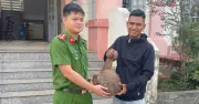Đi săn ếch phát hiện tê tê Java khủng cực quý hiếm