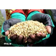 Indonesia ghi nhận lượng dự trữ gạo cao nhất lịch sử