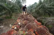Indonesia siết chặt kiểm soát xuất khẩu tài nguyên chiến lược
