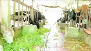 Kế hoạch phòng chống dịch bệnh động vật giai đoạn 2026-2030