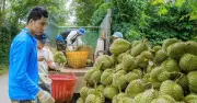 Đắk Lắk tổ chức lễ hội sầu riêng 2026 với 500 xe bán tải diễu hành