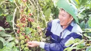 Đắk Lắk đẩy mạnh liên kết sản xuất, nâng cao giá trị cây công nghiệp chủ lực