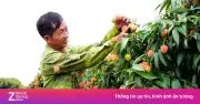 Khóc, cười mùa vải thiều Bắc Ninh: Người thu trăm triệu, kẻ trắng tay