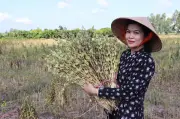Khởi động dự án nâng cao chuỗi giá trị cây vừng tại Nghệ An và Đồng Tháp