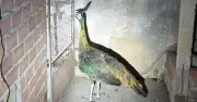 Khởi tố người dân TP.HCM vì nuôi nhốt trái phép chim công quý hiếm
