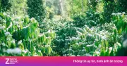Khám phá bí mật: Kẻ thù lớn nhất của cây cà phê không phải sâu bệnh