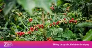 Khám phá bí quyết trồng xen canh cà phê với cây lương thực