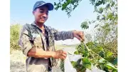 Khám phá mùa săn kiến vàng độc đáo của người Gia Rai ở Gia Lai