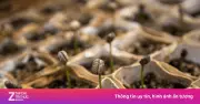 Khám phá quy trình gieo trồng cà phê từ hạt đến cây con
