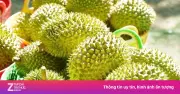 Khủng hoảng sầu riêng: Lối ra nào cho 'vua trái cây' Việt Nam?