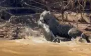 Khoảnh khắc hiếm: Báo đốm săn cá sấu ở Pantanal Brazil