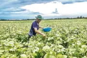Khuyến nông đẩy mạnh chuyển giao kỹ thuật nông nghiệp xanh, tuần hoàn