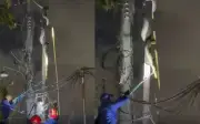 Kinh hoàng trăn khổng lồ bò lên cột điện ở Indonesia
