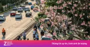 Kèn hồng bất ngờ nở rộ trở lại trên nhiều tuyến phố TP.HCM trong tháng 5
