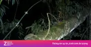 Lộ diện loài thú có độc duy nhất ở Việt Nam: Culi nhỏ đối mặt nguy cơ tuyệt chủng