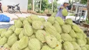 Lễ hội trái cây Đồng Tháp: Chuỗi hoạt động sôi nổi, hấp dẫn