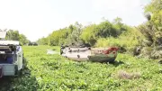 Lục bình dày đặc gây khó khăn cho nông dân ĐBSCL, cần giải pháp căn cơ