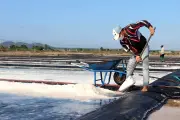 Lâm Đồng: Điểm dãn vui mừng nhờ vụ mưới kéo dài gia tăng