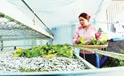 Lâm Đồng xây dựng lộ trình đổi mới công nghệ đến năm 2035