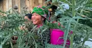 Lào Cai xây dựng Bảo tàng Dược liệu số, phát triển vùng dược liệu bền vững