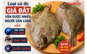 Loại cá dù giá đắt vẫn được săn lùng nhờ tăng cường trí nhớ, sáng mắt, khỏe xương