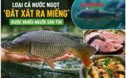Loại cá nước ngọt đắt xắt ra miếng được nhiều người săn tìm