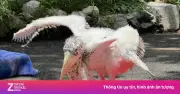 Loài cò quý hiếm già đẫy lớn chào đời tại vườn thú Thái Lan sau 40 năm vắng bóng