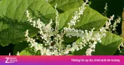 Loại cây ở Nhật, Trung Quốc là món ngon, người Mỹ nhìn thấy lại sợ