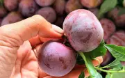 Loại mận đặc sản Tây Bắc giá gấp 10 lần mận thường, người tiêu dùng khen ngợi không ngớt
