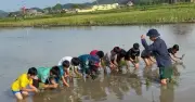 Lớp học cấy lúa, bắt ốc cho 'khối nghỉ hè' gây bão mạng