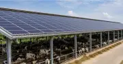 Lắp điện mặt trời trên mái chuồng bò, nhiệt độ giảm tới 2-3 độ C