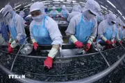 Mỹ công bố kết luận sơ bộ chống bán phá giá tôm Việt Nam