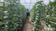 Mô hình hợp tác xã công nghệ cao giúp nâng cao giá trị nông sản tại Cần Thơ