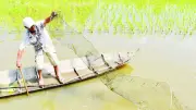 Mô hình tôm-lúa ở Cần Thơ: Hiệu quả kinh tế cao, hướng đi bền vững