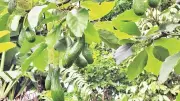 Mô hình trồng bơ hiệu quả tại Cồn Tiên, Quảng Trị