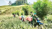 Mô hình trồng dứa xen canh giúp người dân Pú Nhung thoát nghèo