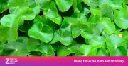 Mùa hè nên ăn gì? Những loại rau vừa mát cơ thể vừa tốt cho thận